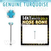 wnbge7 14kt white gold nose bones w 2mm prong set turquoise