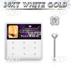 1ou4y display box w of 14kt white gold nose bone round 1 5mm nose piercing