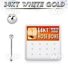 box w 12 white gold nose bones w 1.5mm ball tops
