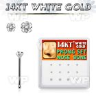 dwnb11 box w 14kt white gold nose bone w prong set 1.5 2mm cz